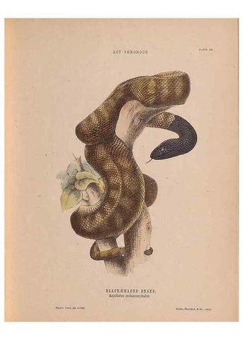 Reproducción/Reproduction 48935110713: The snakes of Australia : an illustrated and descriptive catalogue of all known species. Sydney :Govt Printer,1869.. 