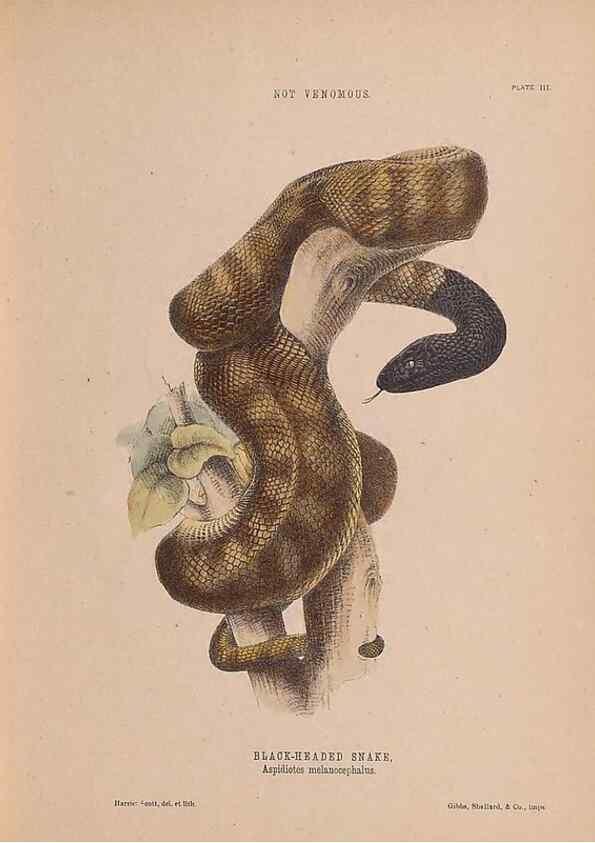 Reproducción/Reproduction 48935110713: The snakes of Australia : an illustrated and descriptive catalogue of all known species. Sydney :Govt Printer,1869.. 