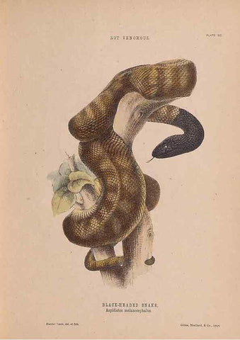 Reproducción/Reproduction 48935110713: The snakes of Australia : an illustrated and descriptive catalogue of all known species. Sydney :Govt Printer,1869.. 