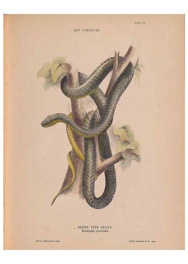Reproducción/Reproduction 48935658621: The snakes of Australia : an illustrated and descriptive catalogue of all known species. Sydney :Govt Printer,1869.. 