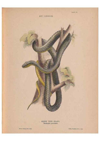 Reproducción/Reproduction 48935658621: The snakes of Australia : an illustrated and descriptive catalogue of all known species. Sydney :Govt Printer,1869.. 
