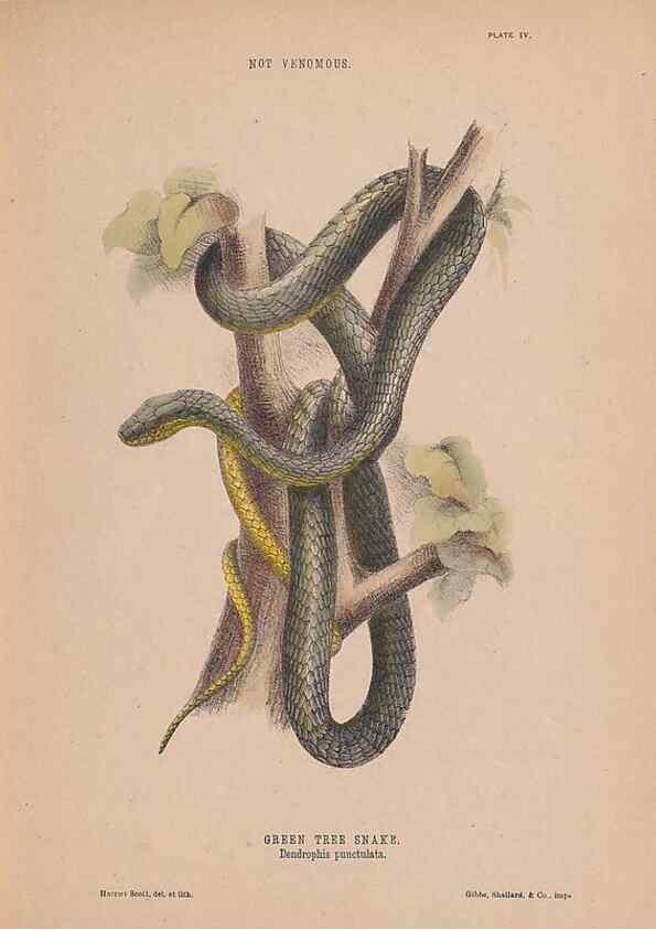 Reproducción/Reproduction 48935658621: The snakes of Australia : an illustrated and descriptive catalogue of all known species. Sydney :Govt Printer,1869.. 
