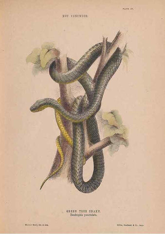 Reproducción/Reproduction 48935658621: The snakes of Australia : an illustrated and descriptive catalogue of all known species. Sydney :Govt Printer,1869.. 