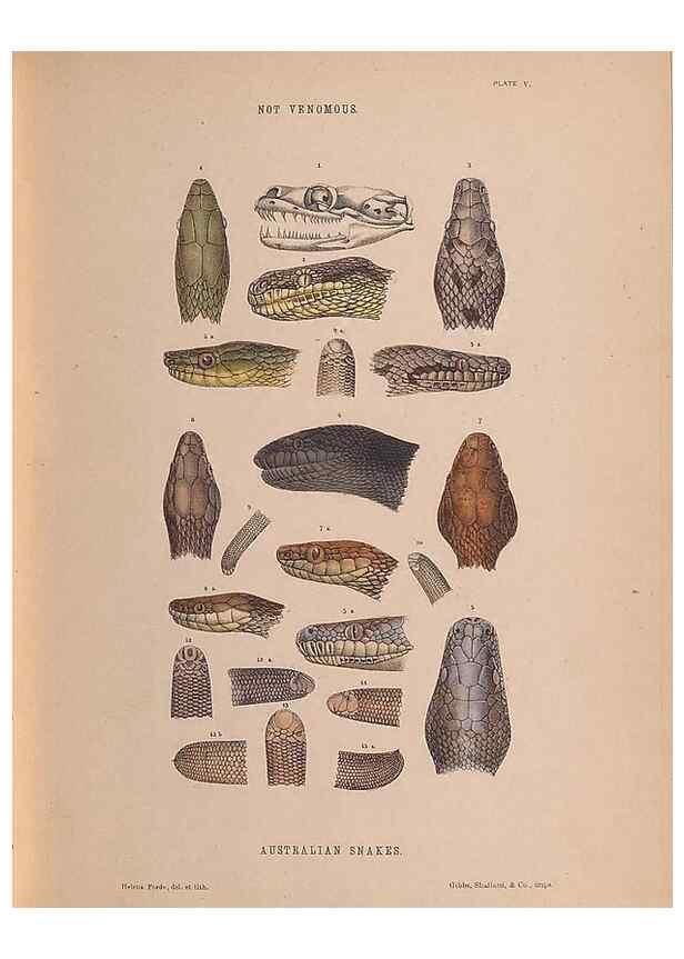 Reproducción/Reproduction 48935845677: The snakes of Australia : an illustrated and descriptive catalogue of all known species. Sydney :Govt Printer,1869.. 