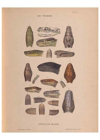 Reproducción/Reproduction 48935845677: The snakes of Australia : an illustrated and descriptive catalogue of all known species. Sydney :Govt Printer,1869.. 