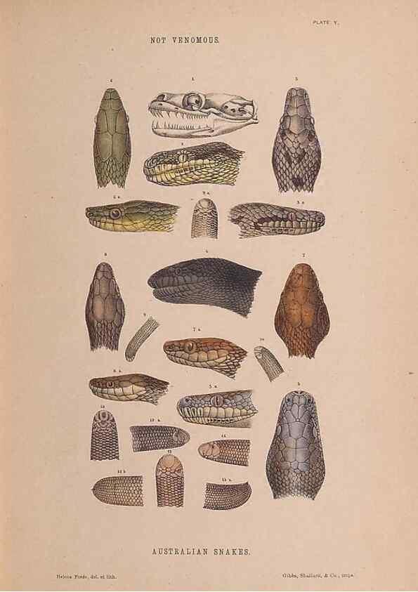 Reproducción/Reproduction 48935845677: The snakes of Australia : an illustrated and descriptive catalogue of all known species. Sydney :Govt Printer,1869.. 