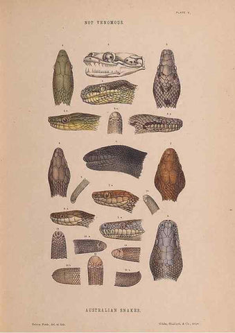 Reproducción/Reproduction 48935845677: The snakes of Australia : an illustrated and descriptive catalogue of all known species. Sydney :Govt Printer,1869.. 