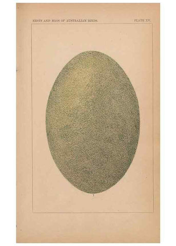 Reproducción/Reproduction 48935063418: Descriptive catalogue of the nests & eggs of birds found breeding in Australia and Tasmania /. Sydney :F.W. White, general printer,1889.. 