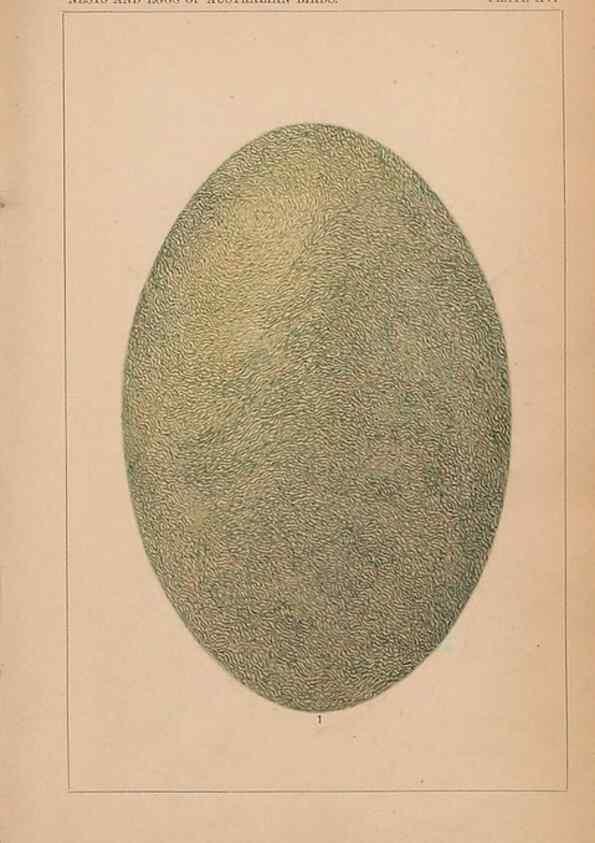 Reproducción/Reproduction 48935063418: Descriptive catalogue of the nests & eggs of birds found breeding in Australia and Tasmania /. Sydney :F.W. White, general printer,1889.. 
