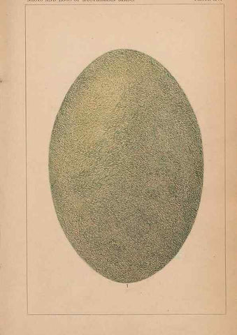 Reproducción/Reproduction 48935063418: Descriptive catalogue of the nests & eggs of birds found breeding in Australia and Tasmania /. Sydney :F.W. White, general printer,1889.. 