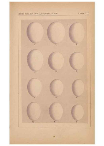 Reproducción/Reproduction 48935063078: Descriptive catalogue of the nests & eggs of birds found breeding in Australia and Tasmania /. Sydney :F.W. White, general printer,1889.. 