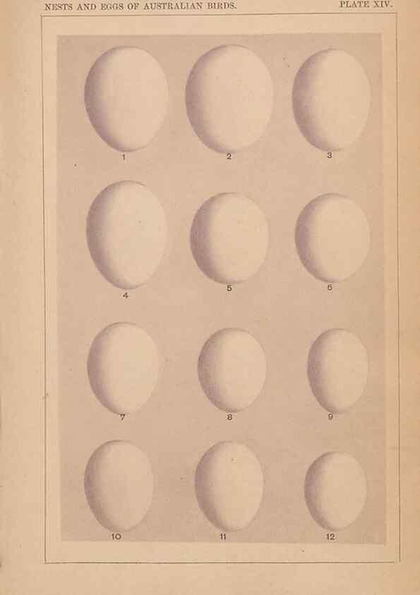 Reproducción/Reproduction 48935063078: Descriptive catalogue of the nests & eggs of birds found breeding in Australia and Tasmania /. Sydney :F.W. White, general printer,1889.. 