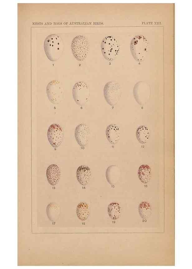 Reproducción/Reproduction 48935796892: Descriptive catalogue of the nests & eggs of birds found breeding in Australia and Tasmania /. Sydney :F.W. White, general printer,1889.. 