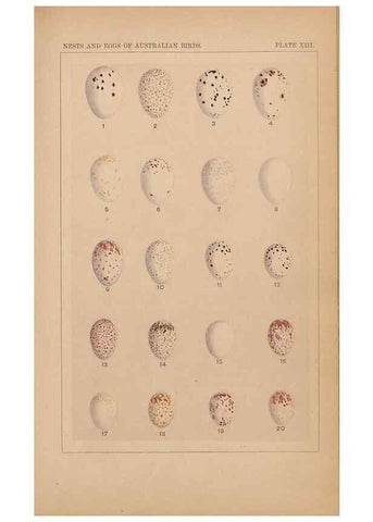 Reproducción/Reproduction 48935796892: Descriptive catalogue of the nests & eggs of birds found breeding in Australia and Tasmania /. Sydney :F.W. White, general printer,1889.. 