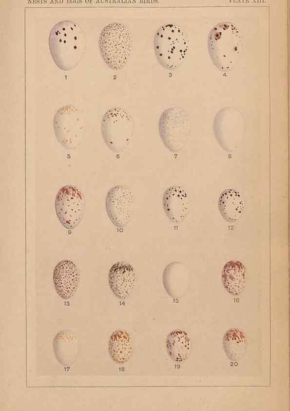 Reproducción/Reproduction 48935796892: Descriptive catalogue of the nests & eggs of birds found breeding in Australia and Tasmania /. Sydney :F.W. White, general printer,1889.. 