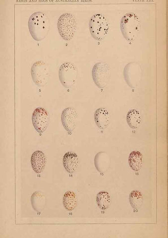 Reproducción/Reproduction 48935796892: Descriptive catalogue of the nests & eggs of birds found breeding in Australia and Tasmania /. Sydney :F.W. White, general printer,1889.. 