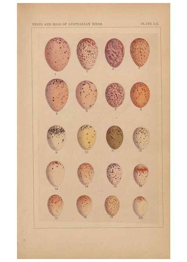 Reproducción/Reproduction 48935062388: Descriptive catalogue of the nests & eggs of birds found breeding in Australia and Tasmania /. Sydney :F.W. White, general printer,1889.. 