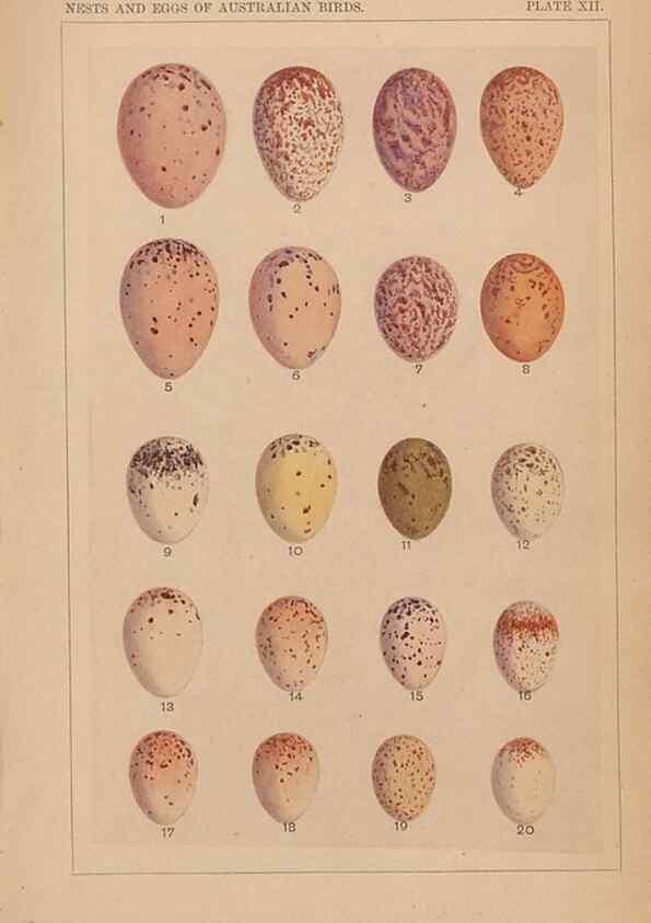 Reproducción/Reproduction 48935062388: Descriptive catalogue of the nests & eggs of birds found breeding in Australia and Tasmania /. Sydney :F.W. White, general printer,1889.. 