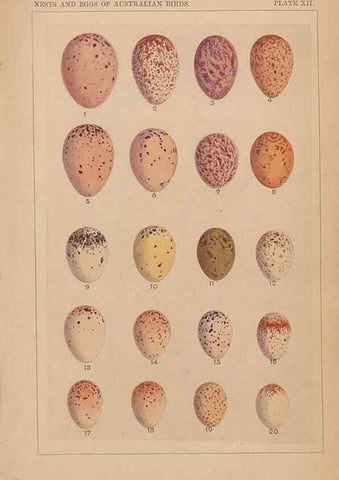 Reproducción/Reproduction 48935062388: Descriptive catalogue of the nests & eggs of birds found breeding in Australia and Tasmania /. Sydney :F.W. White, general printer,1889.. 