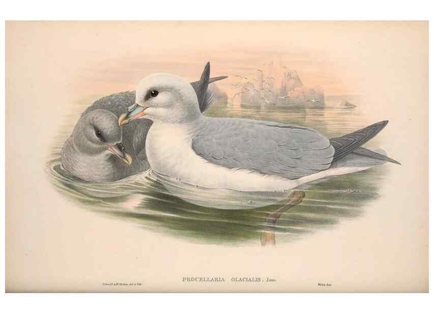 Reproducción/Reproduction 48915109906: The birds of Great Britain. London :Printed by Taylor and Francis, published by the author,1873.. 