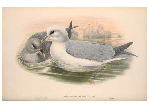 Reproducción/Reproduction 48915109906: The birds of Great Britain. London :Printed by Taylor and Francis, published by the author,1873.. 