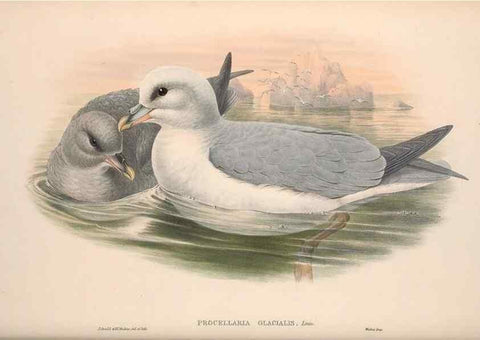 Reproducción/Reproduction 48915109906: The birds of Great Britain. London :Printed by Taylor and Francis, published by the author,1873.. 