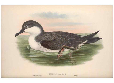 Reproducción/Reproduction 48915313192: The birds of Great Britain. London :Printed by Taylor and Francis, published by the author,1873.. 