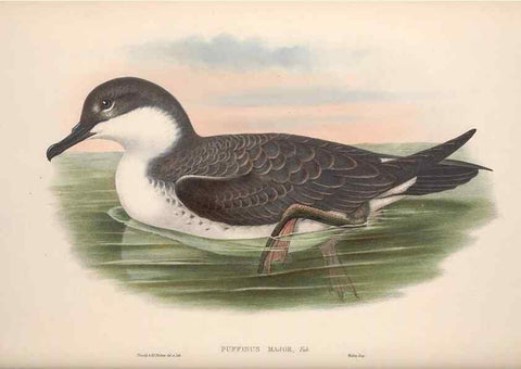 Reproducción/Reproduction 48915313192: The birds of Great Britain. London :Printed by Taylor and Francis, published by the author,1873.. 