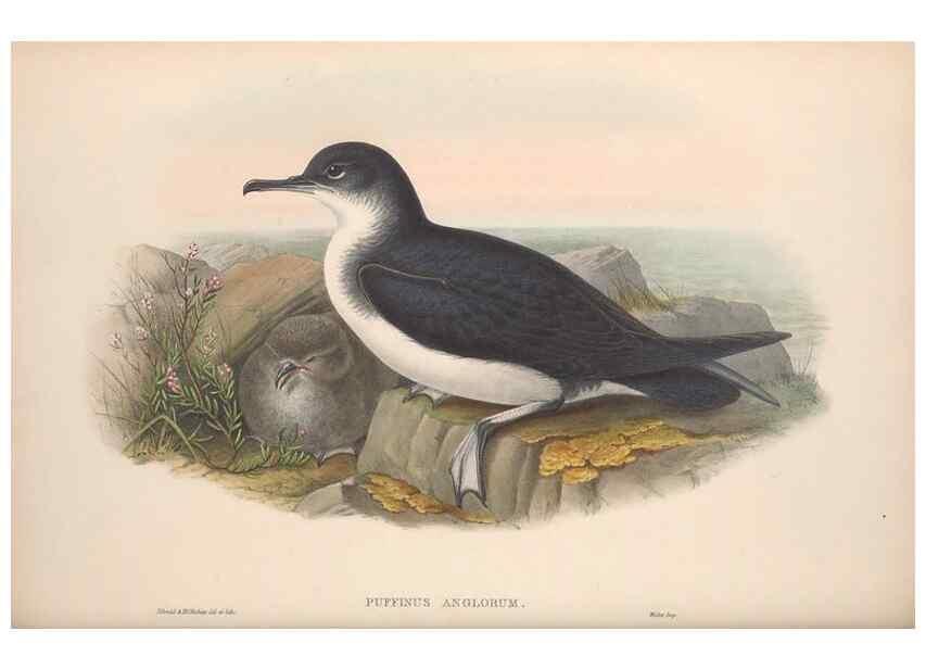 Reproducción/Reproduction 48914581923: The birds of Great Britain. London :Printed by Taylor and Francis, published by the author,1873.. 