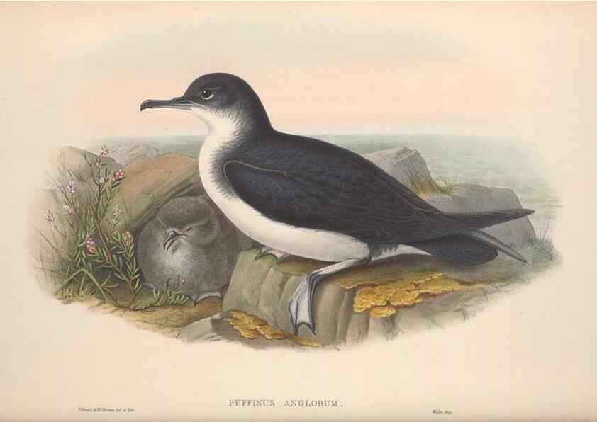 Reproducción/Reproduction 48914581923: The birds of Great Britain. London :Printed by Taylor and Francis, published by the author,1873.. 