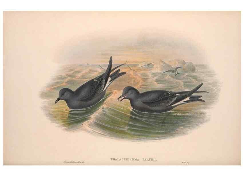 Reproducción/Reproduction 48915111251: The birds of Great Britain. London :Printed by Taylor and Francis, published by the author,1873.. 