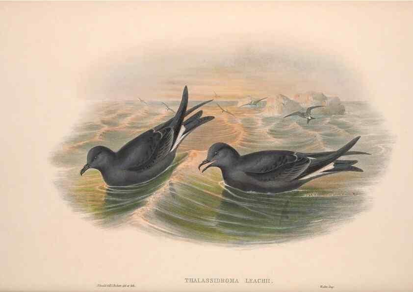 Reproducción/Reproduction 48915111251: The birds of Great Britain. London :Printed by Taylor and Francis, published by the author,1873.. 