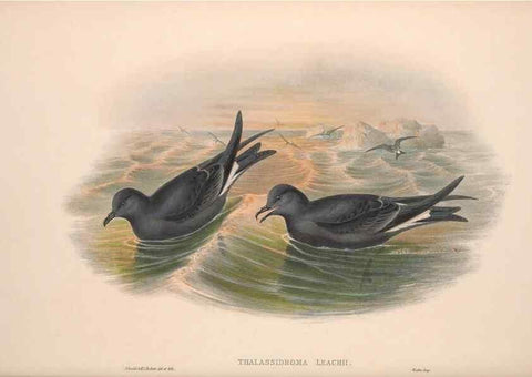Reproducción/Reproduction 48915111251: The birds of Great Britain. London :Printed by Taylor and Francis, published by the author,1873.. 