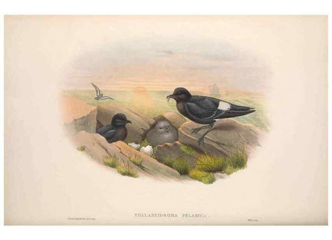 Reproducción/Reproduction 48915314477: The birds of Great Britain. London :Printed by Taylor and Francis, published by the author,1873.. 