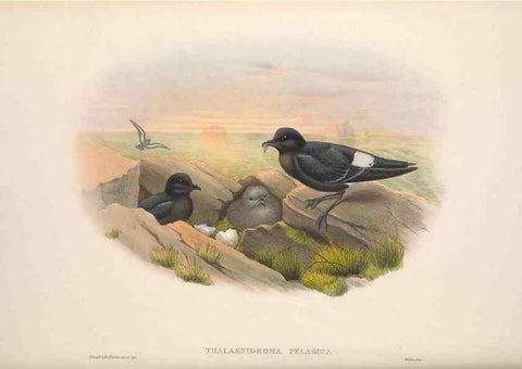 Reproducción/Reproduction 48915314477: The birds of Great Britain. London :Printed by Taylor and Francis, published by the author,1873.. 