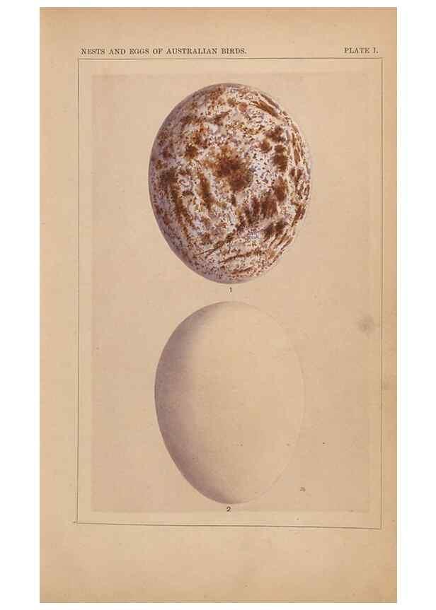 Reproducción/Reproduction 48935058618: Descriptive catalogue of the nests & eggs of birds found breeding in Australia and Tasmania /. Sydney :F.W. White, general printer,1889.. 
