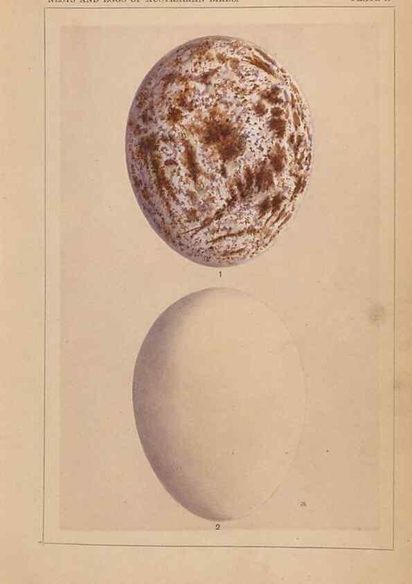 Reproducción/Reproduction 48935058618: Descriptive catalogue of the nests & eggs of birds found breeding in Australia and Tasmania /. Sydney :F.W. White, general printer,1889.. 