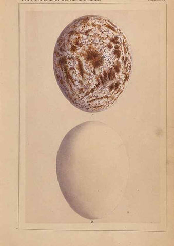 Reproducción/Reproduction 48935058618: Descriptive catalogue of the nests & eggs of birds found breeding in Australia and Tasmania /. Sydney :F.W. White, general printer,1889.. 