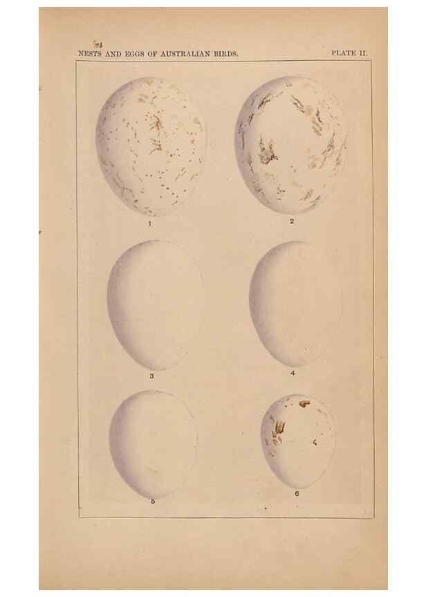 Reproducción/Reproduction 48935058943: Descriptive catalogue of the nests & eggs of birds found breeding in Australia and Tasmania /. Sydney :F.W. White, general printer,1889.. 