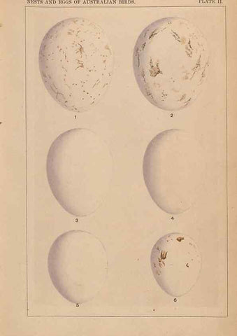 Reproducción/Reproduction 48935058943: Descriptive catalogue of the nests & eggs of birds found breeding in Australia and Tasmania /. Sydney :F.W. White, general printer,1889.. 