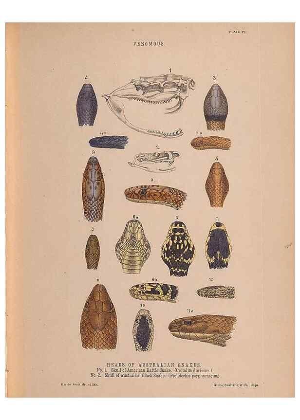 Reproducción/Reproduction 48935659131: The snakes of Australia : an illustrated and descriptive catalogue of all known species. Sydney :Govt Printer,1869.. 
