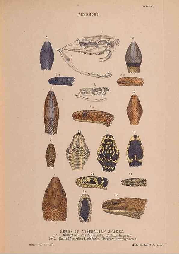 Reproducción/Reproduction 48935659131: The snakes of Australia : an illustrated and descriptive catalogue of all known species. Sydney :Govt Printer,1869.. 
