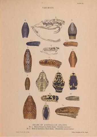 Reproducción/Reproduction 48935659131: The snakes of Australia : an illustrated and descriptive catalogue of all known species. Sydney :Govt Printer,1869.. 