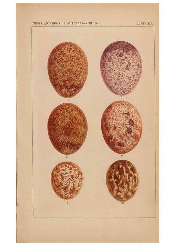 Reproducción/Reproduction 48935793527: Descriptive catalogue of the nests & eggs of birds found breeding in Australia and Tasmania /. Sydney :F.W. White, general printer,1889.. 