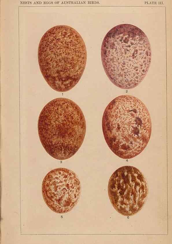 Reproducción/Reproduction 48935793527: Descriptive catalogue of the nests & eggs of birds found breeding in Australia and Tasmania /. Sydney :F.W. White, general printer,1889.. 