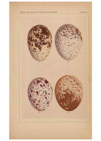 Reproducción/Reproduction 48935794202: Descriptive catalogue of the nests & eggs of birds found breeding in Australia and Tasmania /. Sydney :F.W. White, general printer,1889.. 