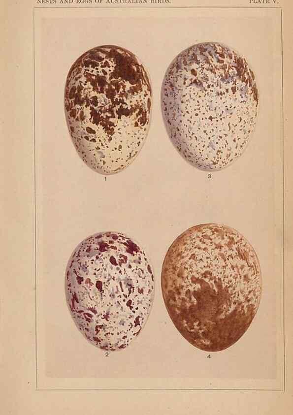 Reproducción/Reproduction 48935794202: Descriptive catalogue of the nests & eggs of birds found breeding in Australia and Tasmania /. Sydney :F.W. White, general printer,1889.. 
