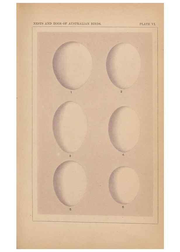 Reproducción/Reproduction 48935060288: Descriptive catalogue of the nests & eggs of birds found breeding in Australia and Tasmania /. Sydney :F.W. White, general printer,1889.. 