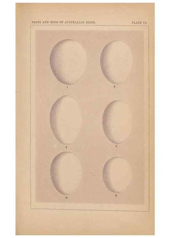 Reproducción/Reproduction 48935060288: Descriptive catalogue of the nests & eggs of birds found breeding in Australia and Tasmania /. Sydney :F.W. White, general printer,1889.. 