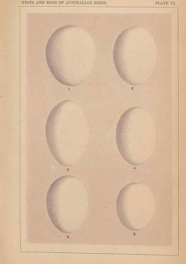 Reproducción/Reproduction 48935060288: Descriptive catalogue of the nests & eggs of birds found breeding in Australia and Tasmania /. Sydney :F.W. White, general printer,1889.. 